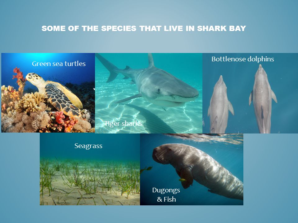 S5. FUN WITH FOOD CHAINS Complete the following activities to learn about food  chains and create your own! Make sure you answer the questions as you go. -  ppt download
