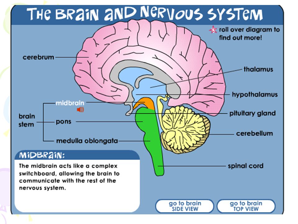Main brain. Мозг и нервная система. Нервная система на английском языке. Brain система. Части нервной системы на английском языке.