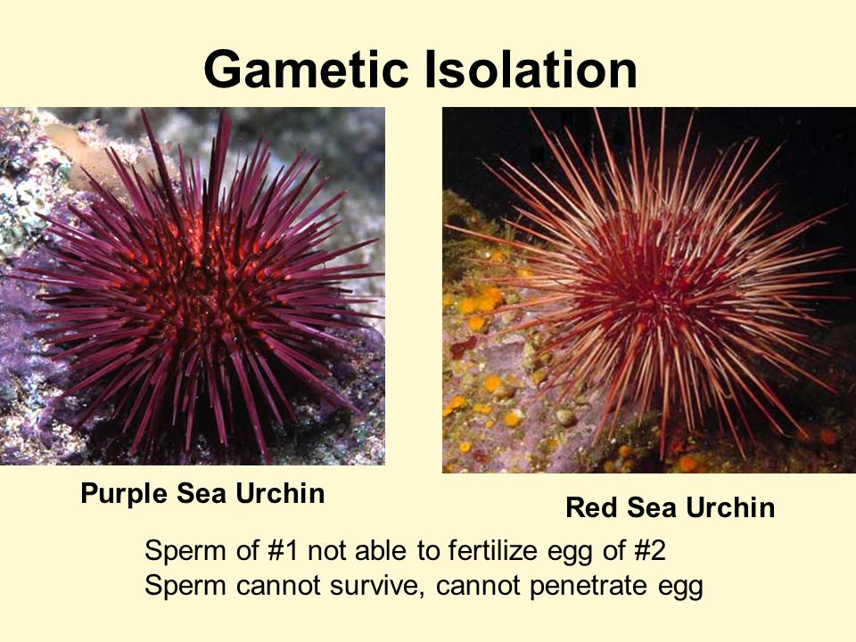 Speciation. Biological Species Concept Population that can interbreed to  produce viable and fertile offspring. - ppt download