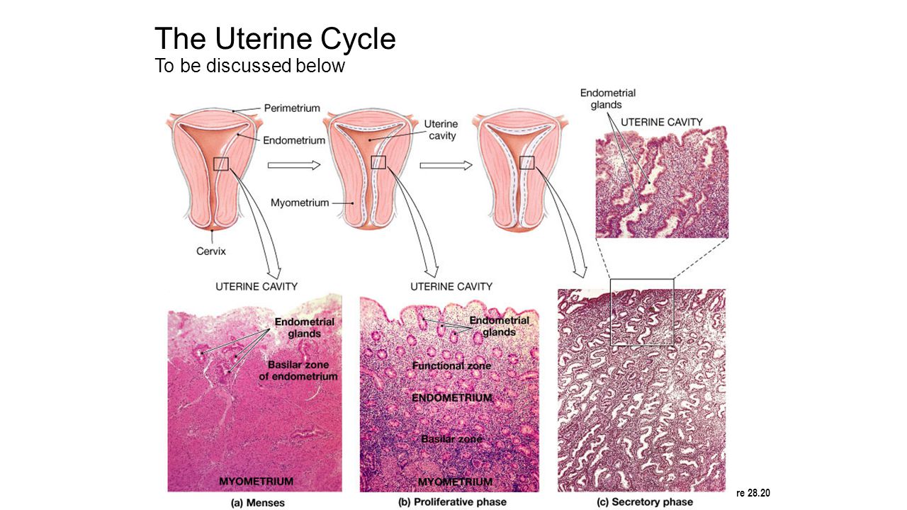Uterine Cycle