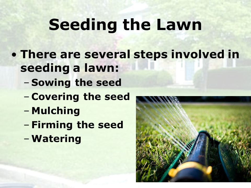 Seeding the Lawn There are several steps involved in seeding a lawn: –Sowing the seed –Covering the seed –Mulching –Firming the seed –Watering