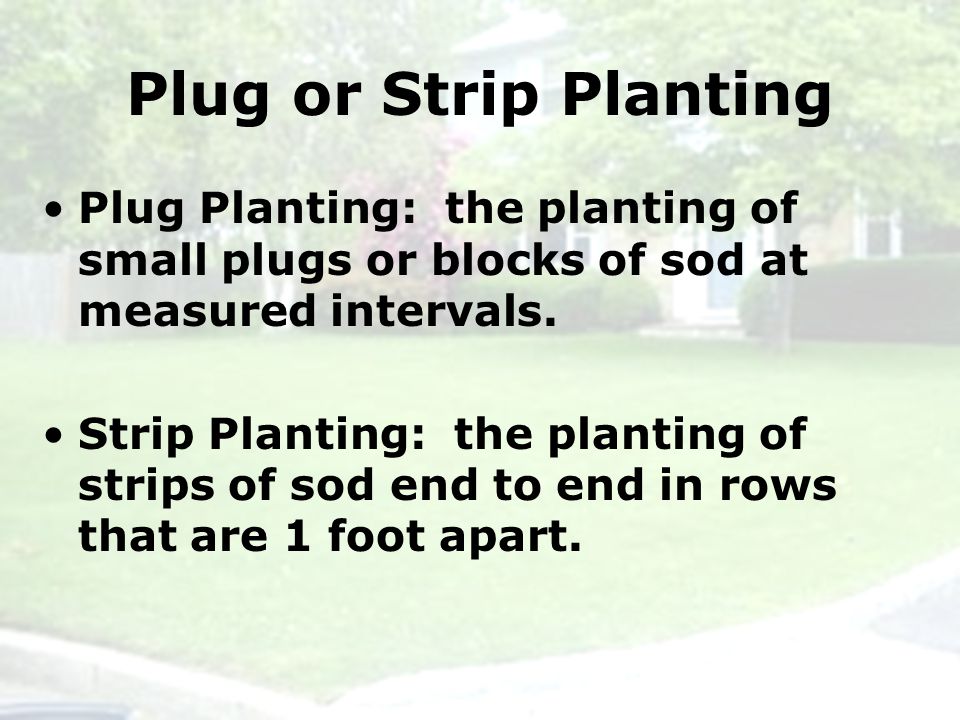 Plug or Strip Planting Plug Planting: the planting of small plugs or blocks of sod at measured intervals.