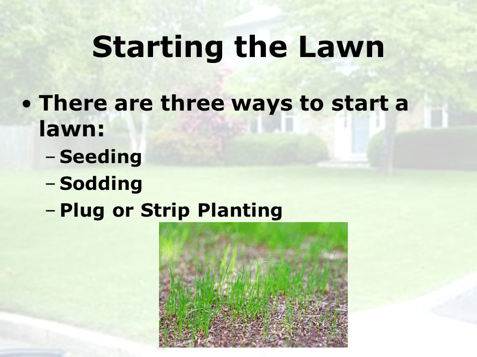 Starting the Lawn There are three ways to start a lawn: –Seeding –Sodding –Plug or Strip Planting