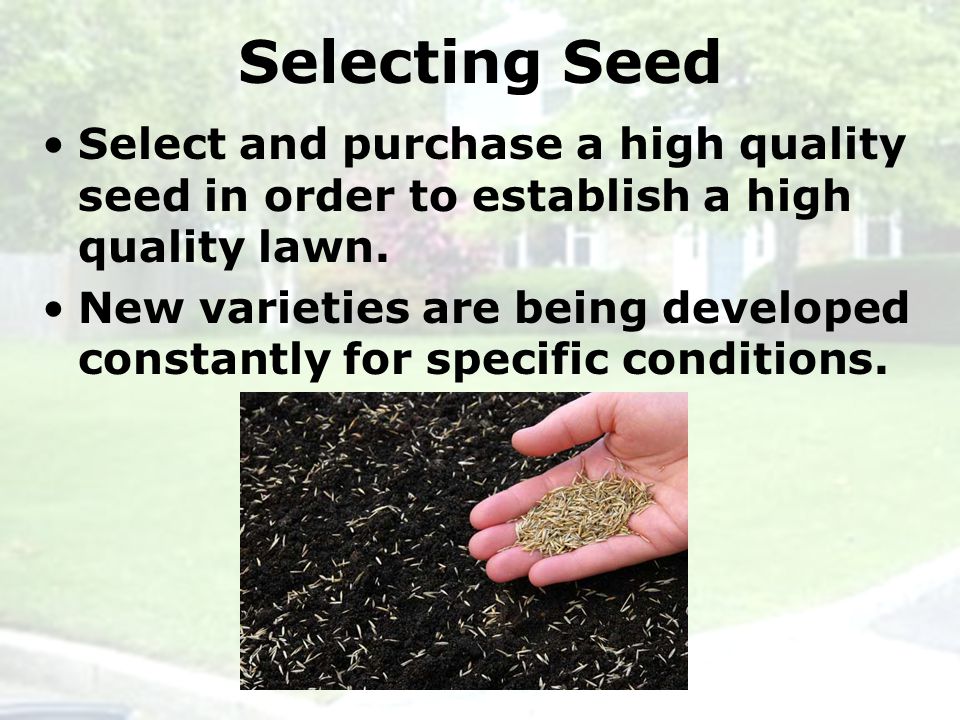 Selecting Seed Select and purchase a high quality seed in order to establish a high quality lawn.