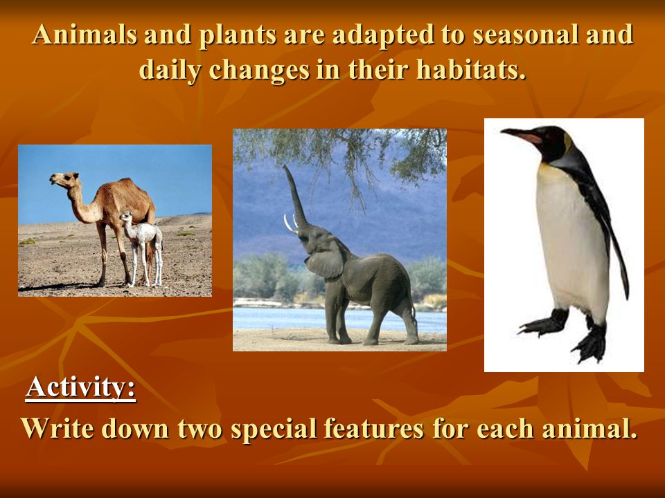 Animals Daily and Seasonal changes 25th April ppt download