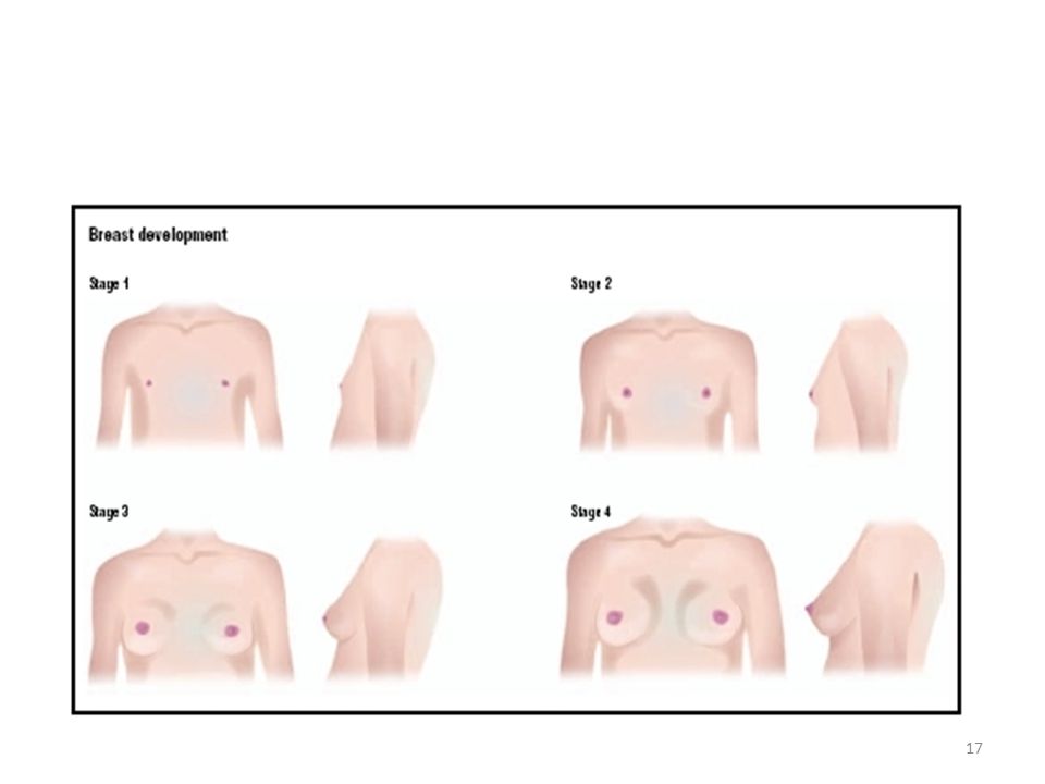 signs of breast development in girls Maureen dowd sucked me off