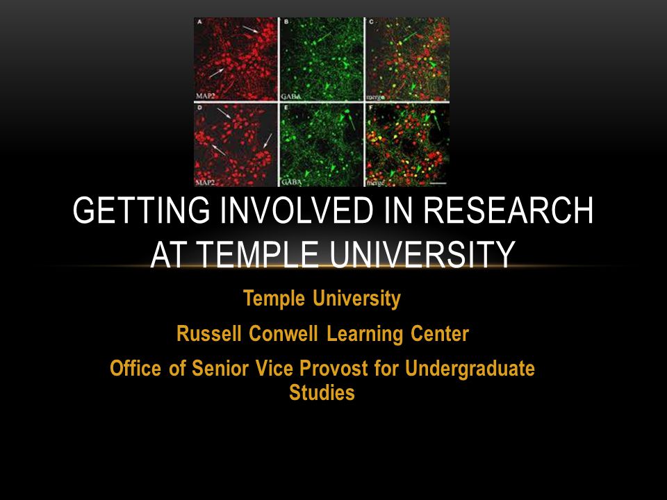 Temple University Russell Conwell Learning Center Office of Senior Vice Provost for Undergraduate Studies GETTING INVOLVED IN RESEARCH AT TEMPLE UNIVERSITY