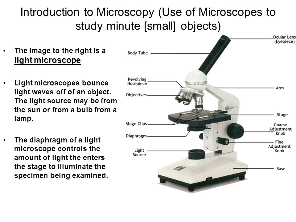 Arbejdsgiver skrubbe Trampe Introduction to Microscopy: The Light Microscope The TEM The SEM. - ppt  download
