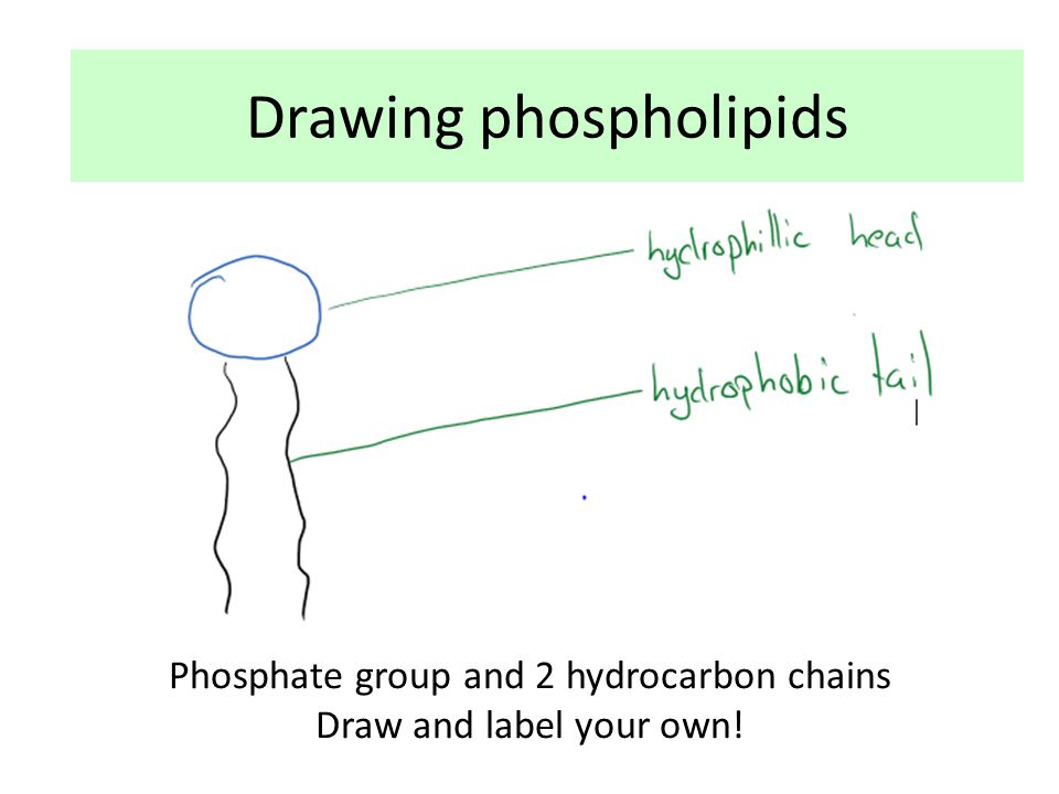 phospholipid drawing