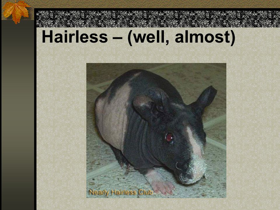 Hairless – (well, almost)