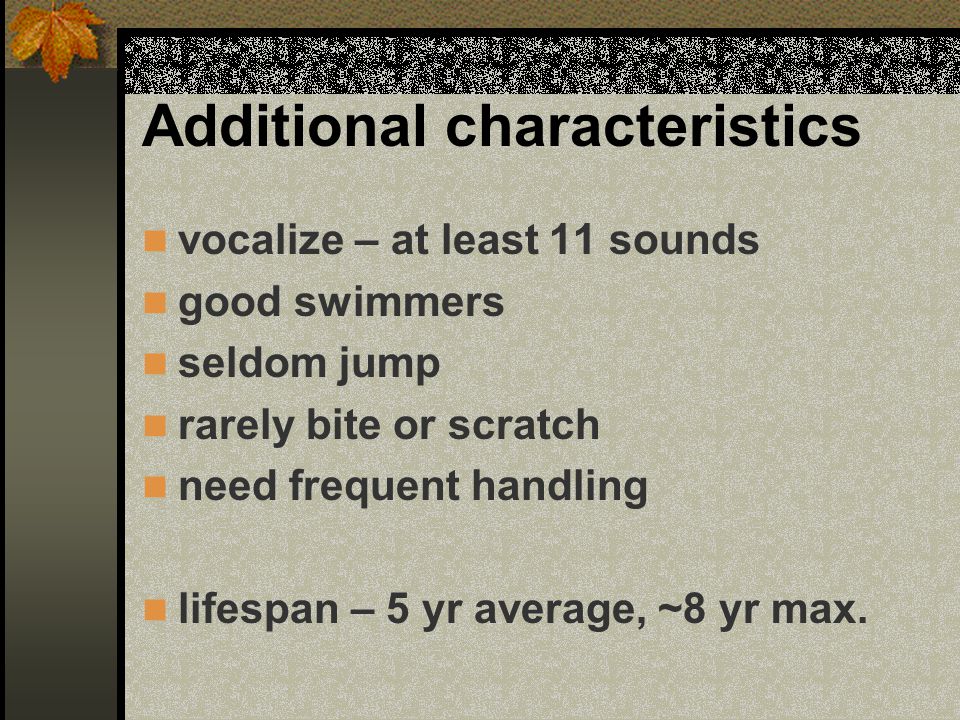Additional characteristics vocalize – at least 11 sounds good swimmers seldom jump rarely bite or scratch need frequent handling lifespan – 5 yr average, ~8 yr max.
