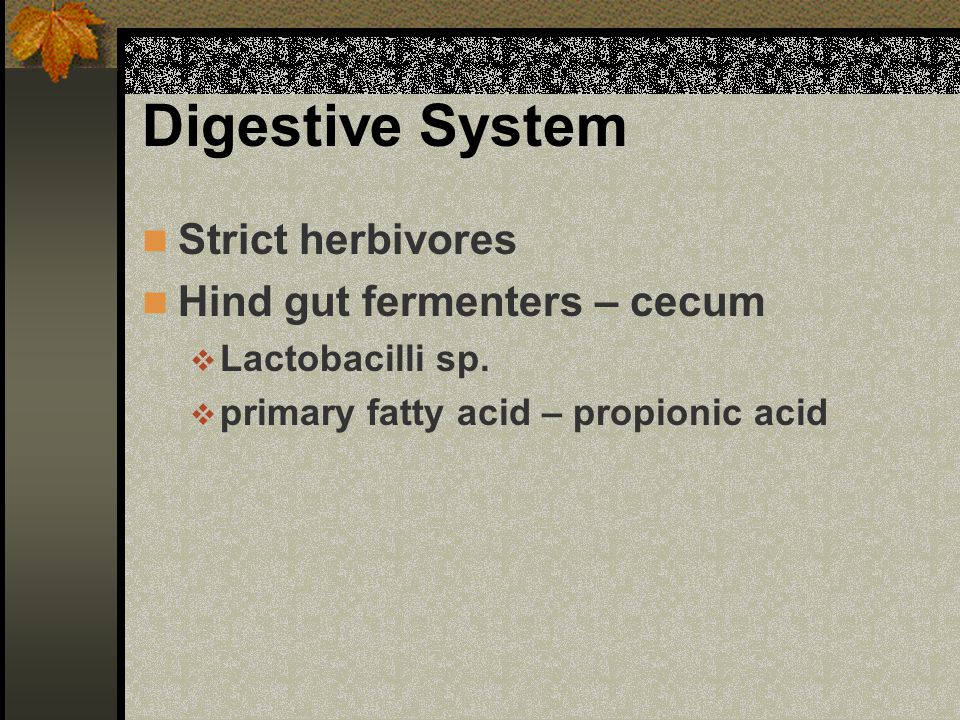 Digestive System Strict herbivores Hind gut fermenters – cecum  Lactobacilli sp.