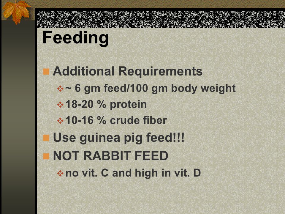 Feeding Additional Requirements  ~ 6 gm feed/100 gm body weight  % protein  % crude fiber Use guinea pig feed!!.