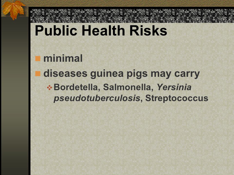 Public Health Risks minimal diseases guinea pigs may carry  Bordetella, Salmonella, Yersinia pseudotuberculosis, Streptococcus