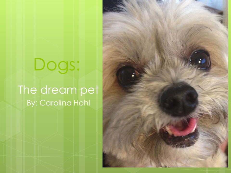 Dogs: The dream pet By: Carolina Hohl