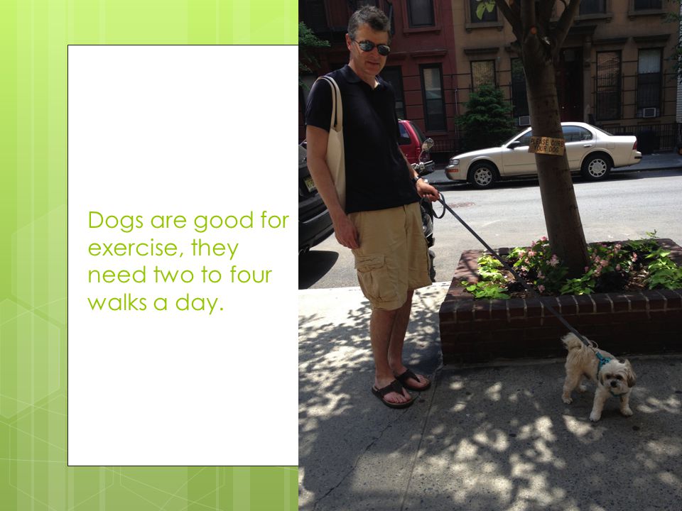 Dogs are good for exercise, they need two to four walks a day.