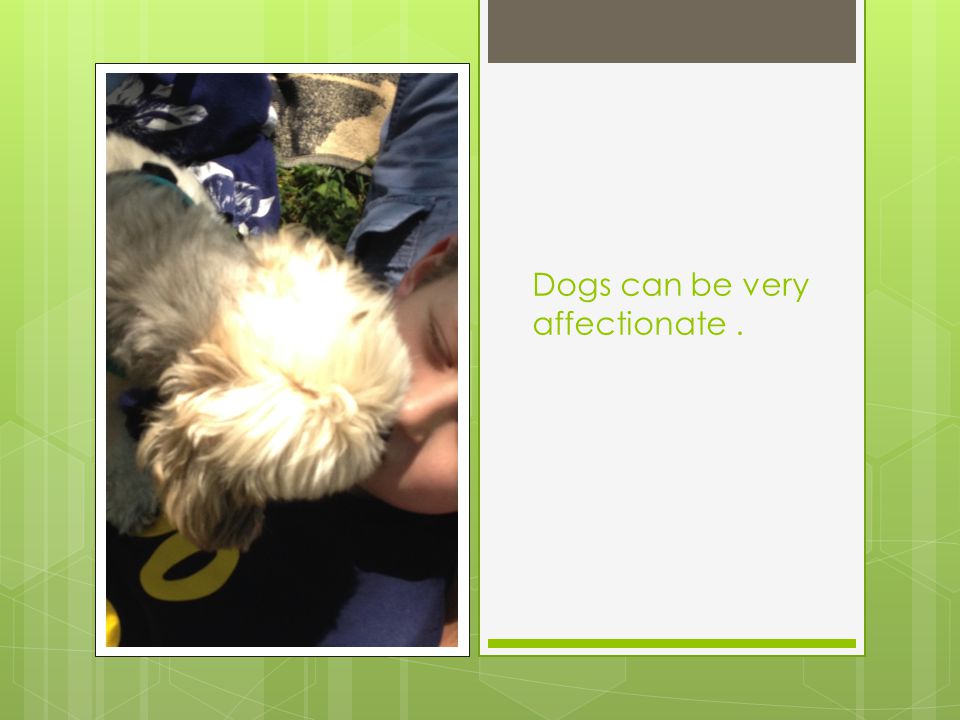 Dogs can be very affectionate.