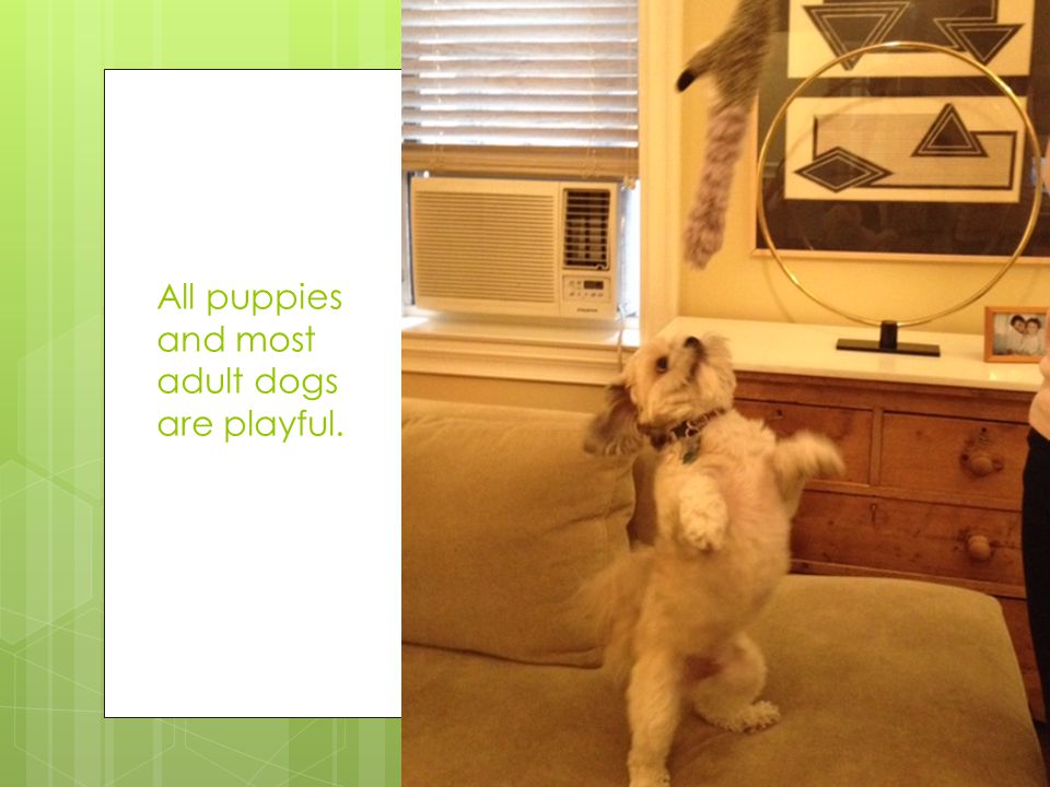 All puppies and most adult dogs are playful.
