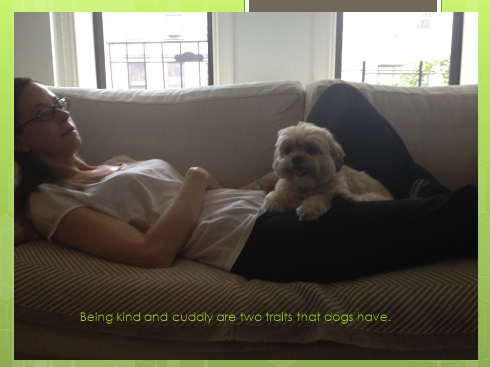 Being kind and cuddly are two traits that dogs have.