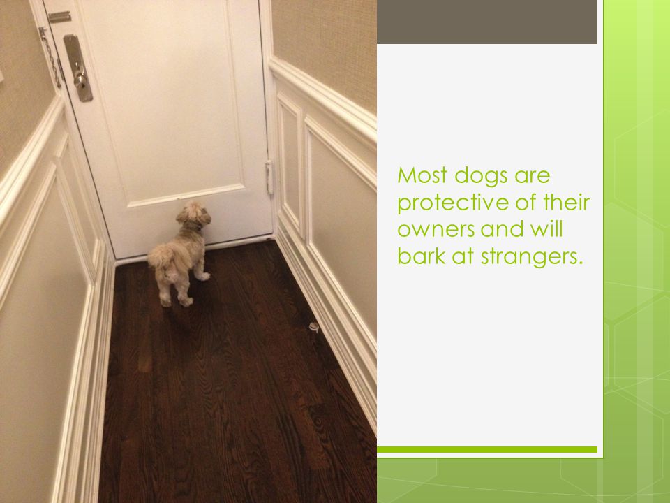 Most dogs are protective of their owners and will bark at strangers.