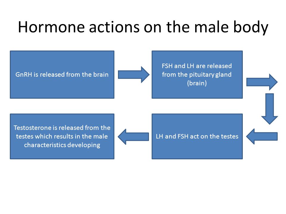 Hormone actions on the male body GnRH is released from the brain FSH and LH are released from the pituitary gland (brain) LH and FSH act on the testes Testosterone is released from the testes which results in the male characteristics developing