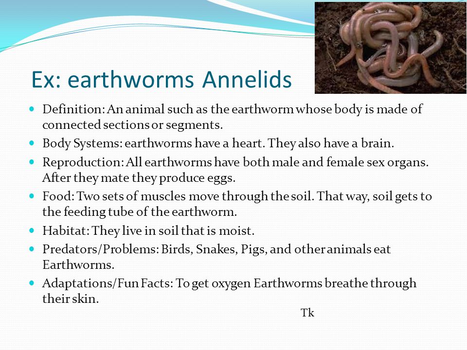 By Christian Handy And Ty Koehler. Ex: earthworms Annelids