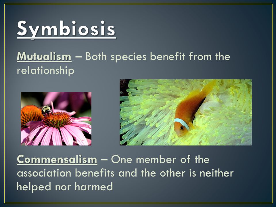 Mutualism Mutualism – Both species benefit from the relationship Commensalism Commensalism – One member of the association benefits and the other is neither helped nor harmed