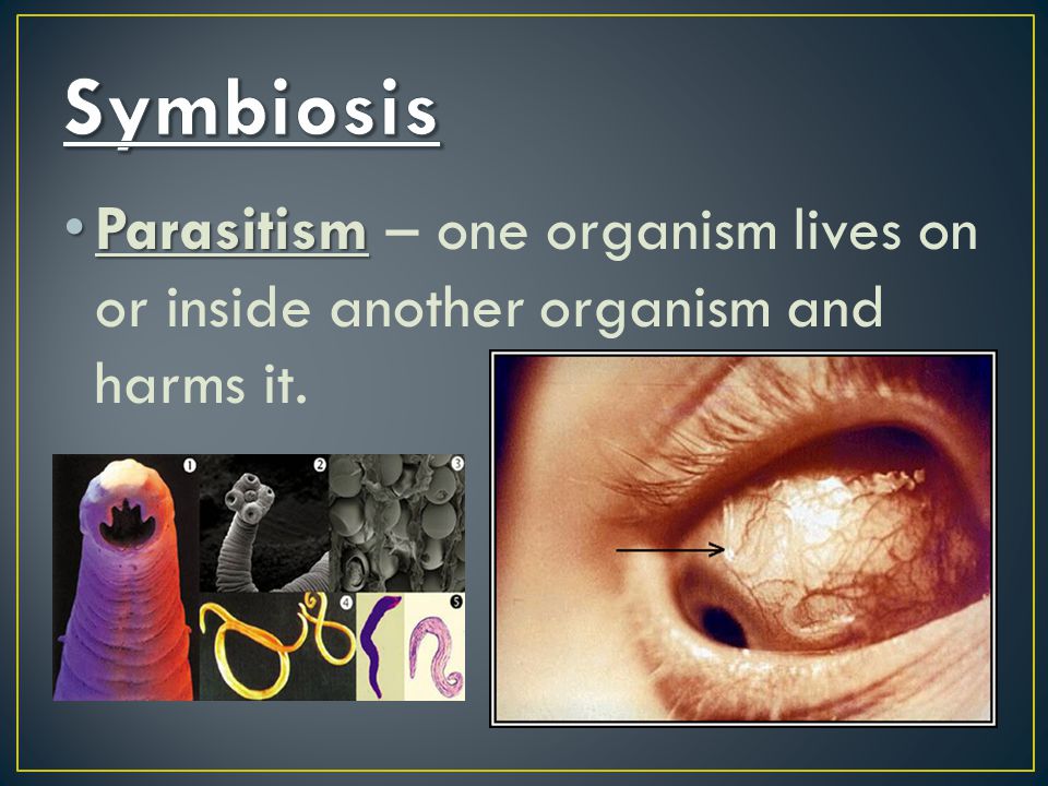 Parasitism Parasitism – one organism lives on or inside another organism and harms it.