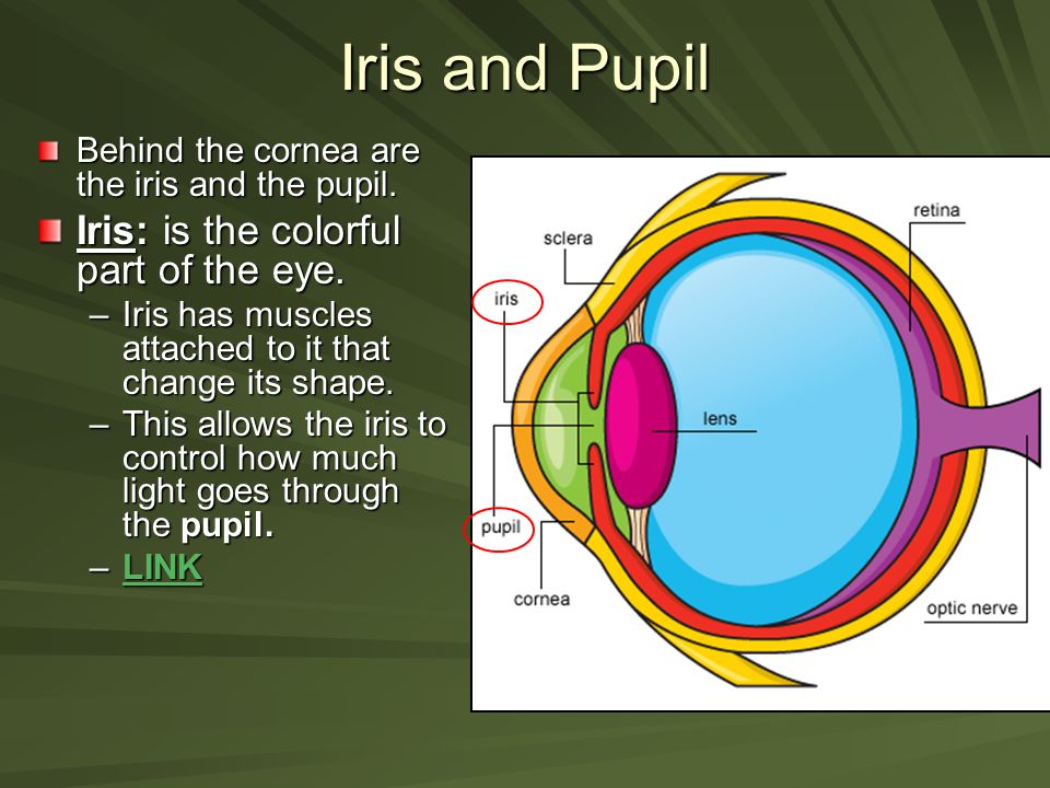 The Iris and the Pupil