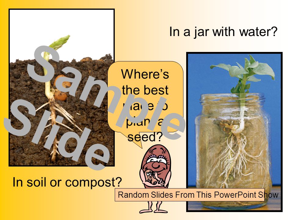 Where’s the best place to plant a seed. In soil or compost.