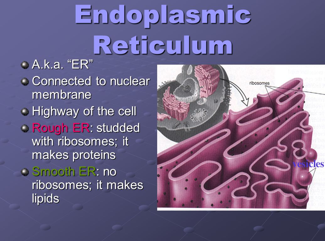 Endoplasmic Reticulum A.k.a.