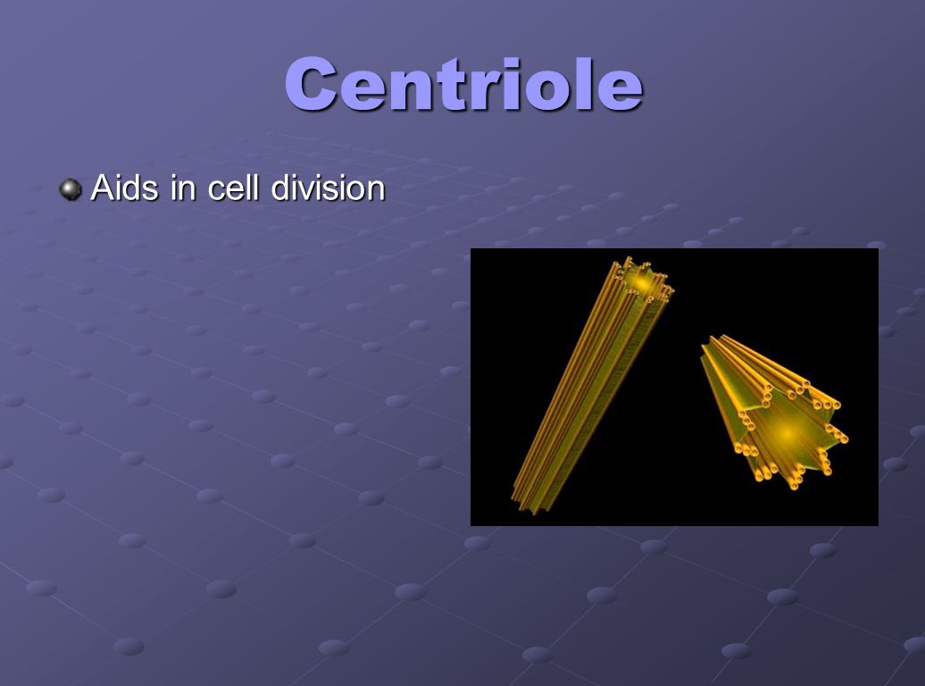 Centriole Aids in cell division