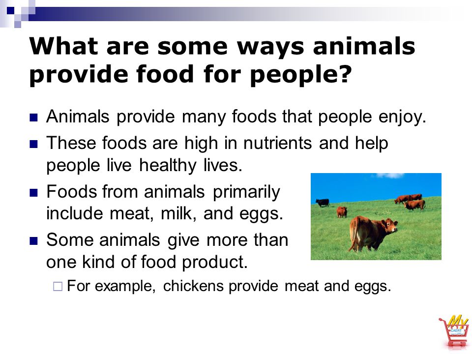 Veterinary Science 1 How Animals and Animal Products Are Used by Humans. -  ppt download