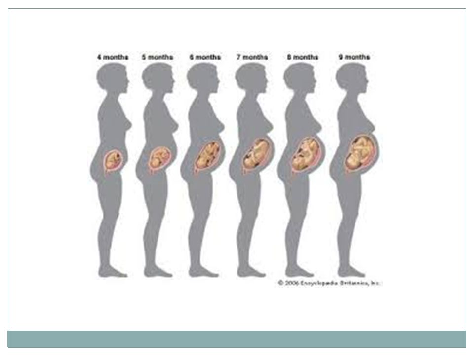 Сколько вынашивают беременность. Протекание беременности с первых дней по неделям. Цикл развития беременности по неделям. Периоды развития плода по неделям в картинках. Формирование ребенка по неделям.