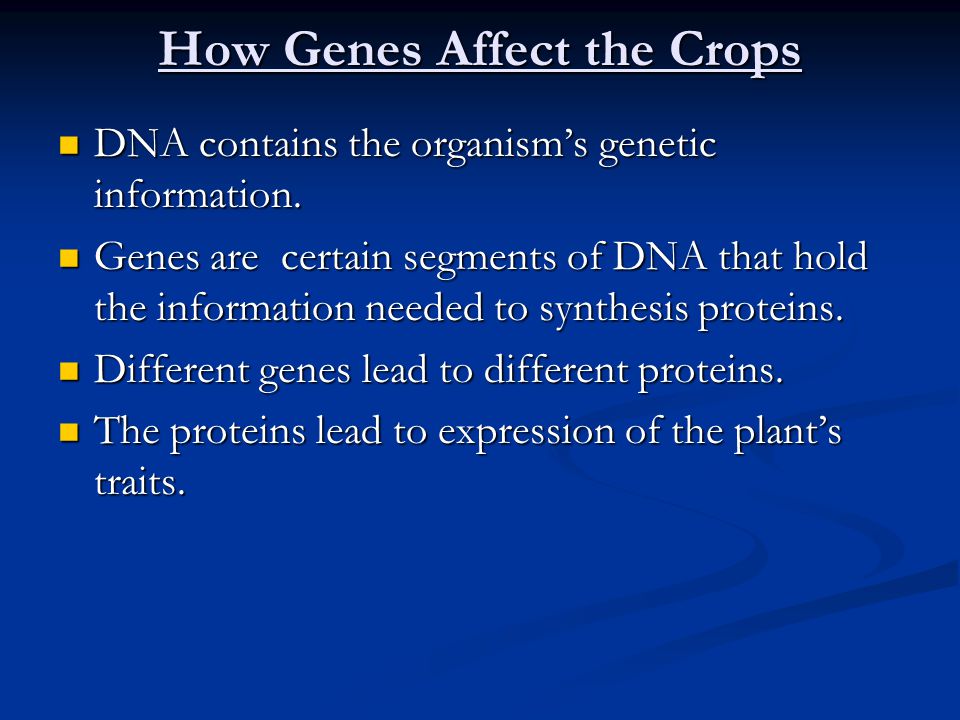 How Genes Affect the Crops DNA contains the organism’s genetic information.