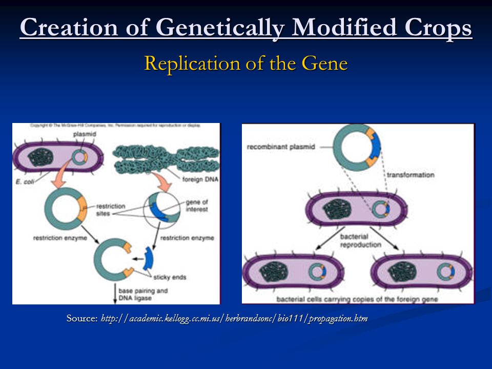 Creation of Genetically Modified Crops Replication of the Gene Source:
