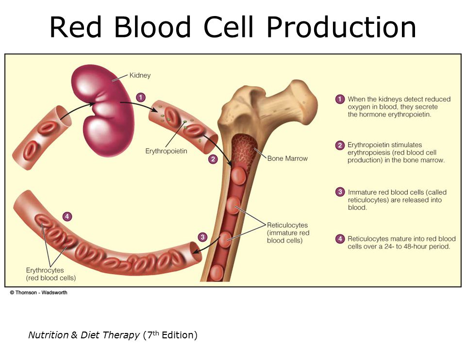 Nutrition & Diet Therapy (7 th Edition) Red Blood Cell Production