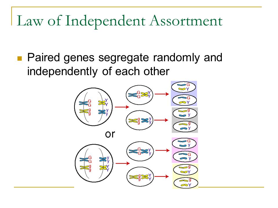 Law of Independent Assortment Paired genes segregate randomly and independently of each other