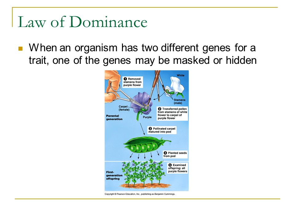 Law of Dominance When an organism has two different genes for a trait, one of the genes may be masked or hidden