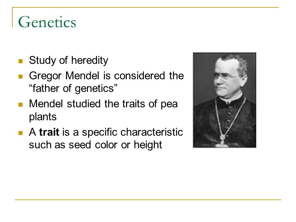 Genetics Study of heredity Gregor Mendel is considered the father of genetics Mendel studied the traits of pea plants A trait is a specific characteristic such as seed color or height