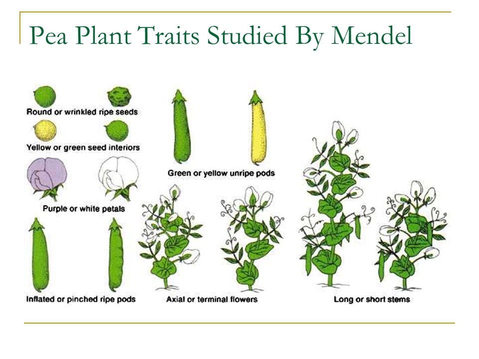 Pea Plant Traits Studied By Mendel