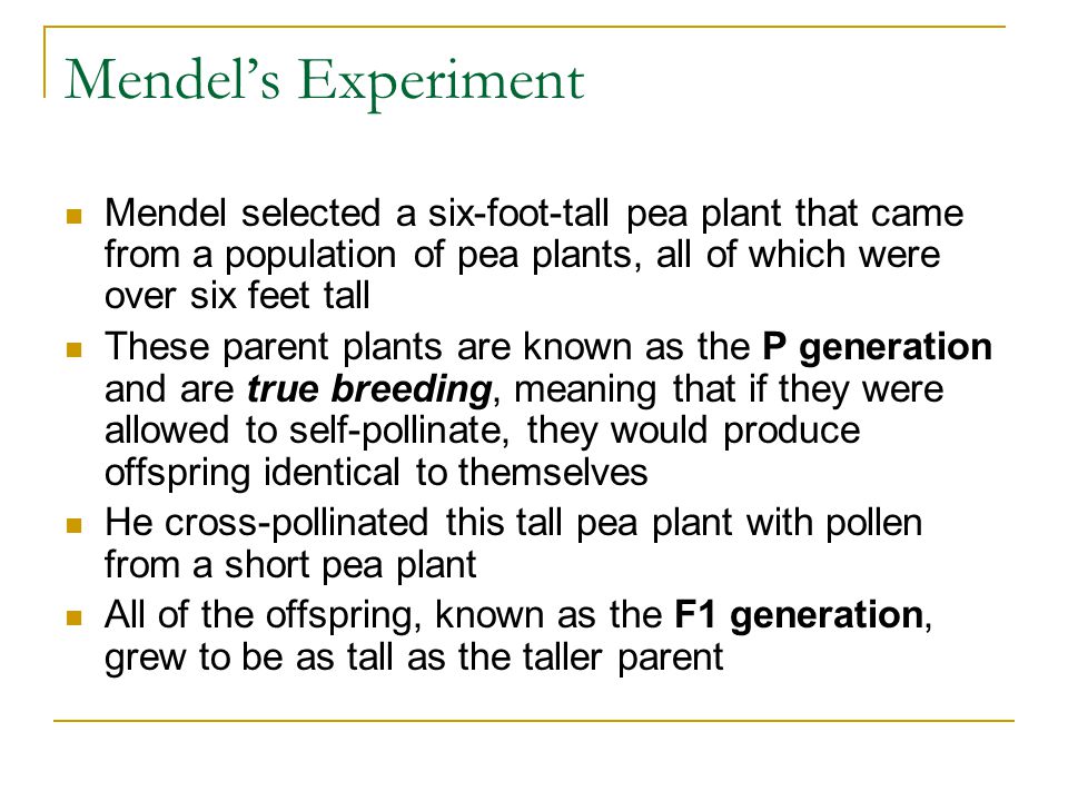 Mendel’s Experiment Mendel selected a six-foot-tall pea plant that came from a population of pea plants, all of which were over six feet tall These parent plants are known as the P generation and are true breeding, meaning that if they were allowed to self-pollinate, they would produce offspring identical to themselves He cross-pollinated this tall pea plant with pollen from a short pea plant All of the offspring, known as the F1 generation, grew to be as tall as the taller parent