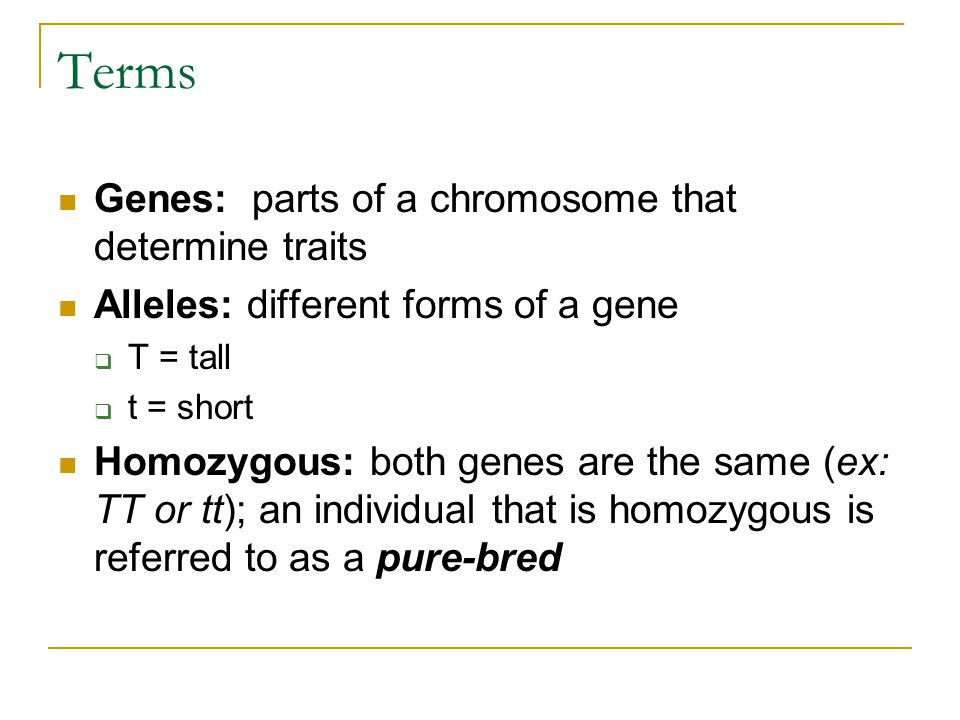 Terms Genes: parts of a chromosome that determine traits Alleles: different forms of a gene  T = tall  t = short Homozygous: both genes are the same (ex: TT or tt); an individual that is homozygous is referred to as a pure-bred