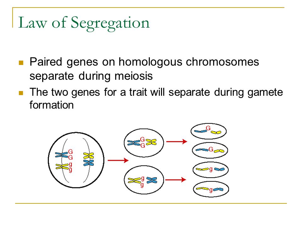Law of Segregation Paired genes on homologous chromosomes separate during meiosis The two genes for a trait will separate during gamete formation