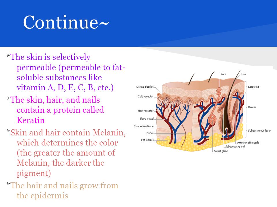 Continue~ *The skin is selectively permeable (permeable to fat- soluble substances like vitamin A, D, E, C, B, etc.) *The skin, hair, and nails contain a protein called Keratin *Skin and hair contain Melanin, which determines the color (the greater the amount of Melanin, the darker the pigment) *The hair and nails grow from the epidermis