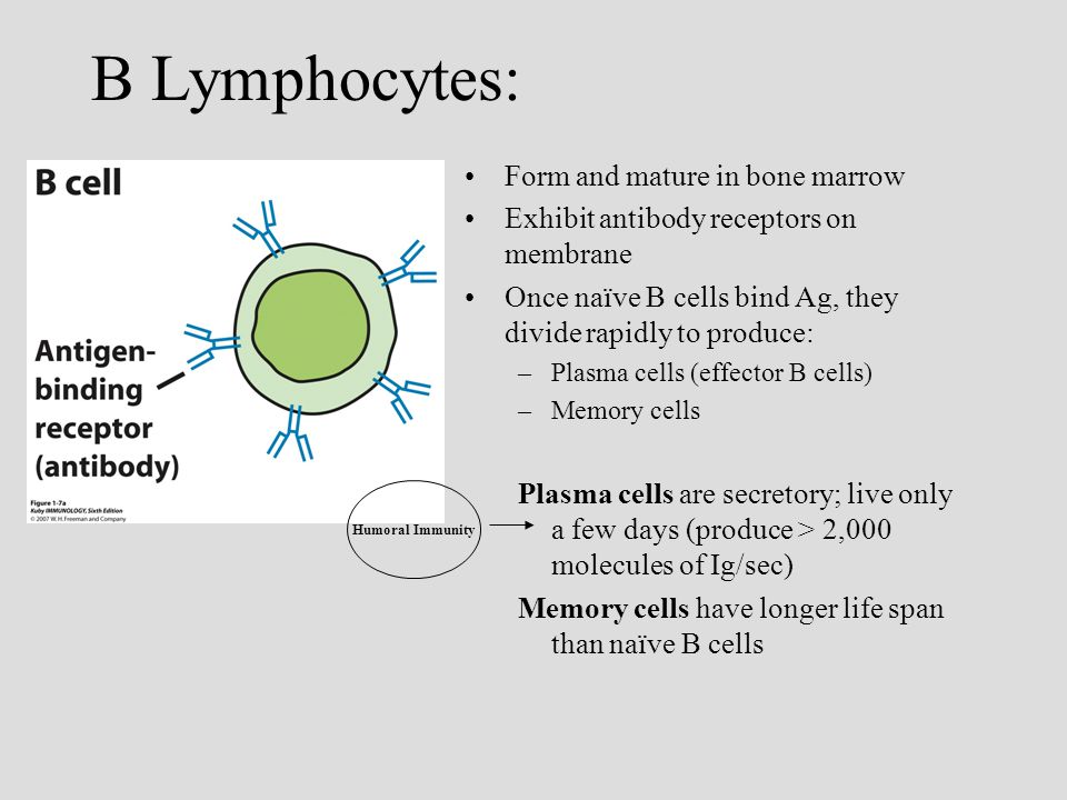 life span of a mature lymphocyte Extreme milf porn clips