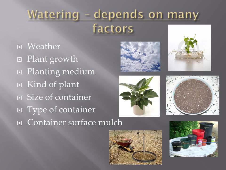  Weather  Plant growth  Planting medium  Kind of plant  Size of container  Type of container  Container surface mulch