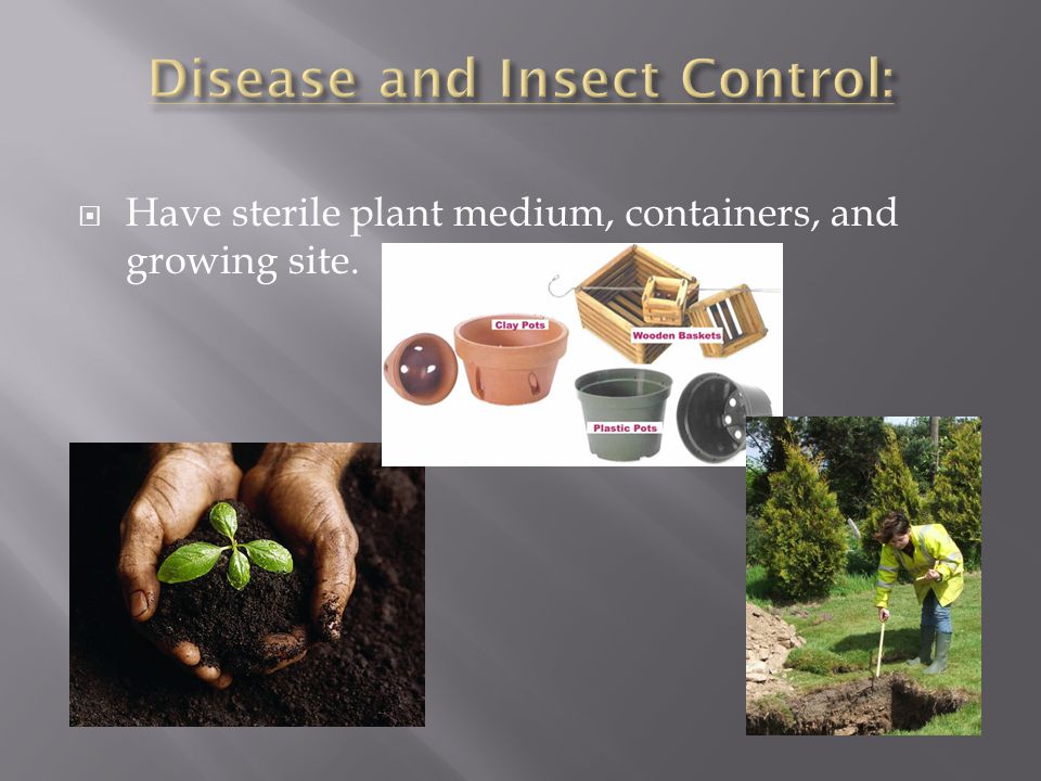  Have sterile plant medium, containers, and growing site.