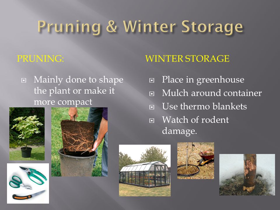 PRUNING:WINTER STORAGE  Mainly done to shape the plant or make it more compact  Place in greenhouse  Mulch around container  Use thermo blankets  Watch of rodent damage.