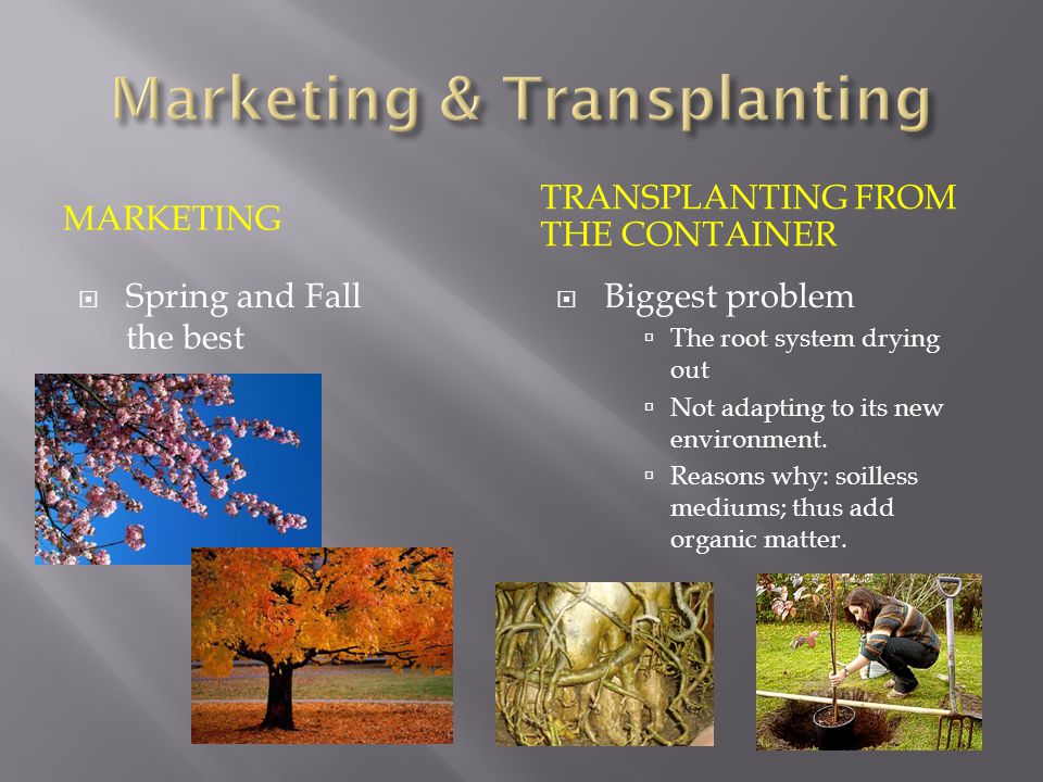 MARKETING TRANSPLANTING FROM THE CONTAINER  Spring and Fall the best  Biggest problem  The root system drying out  Not adapting to its new environment.